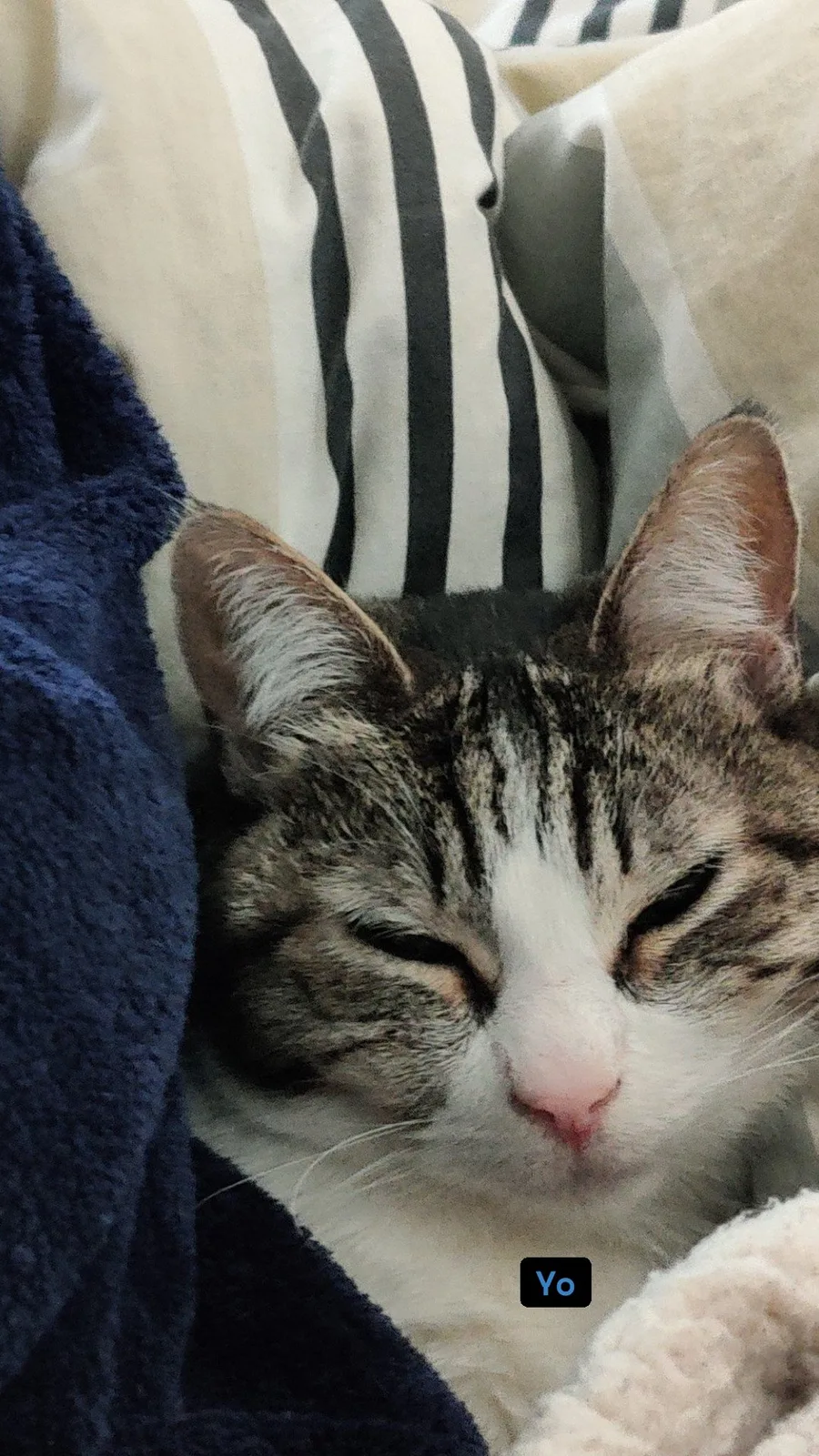 A tabby cat resting between blankets.