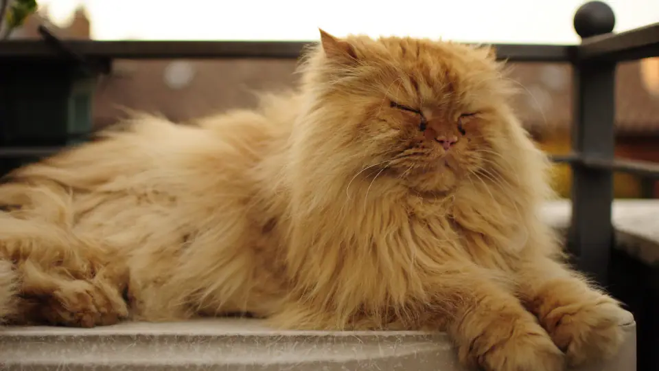 A long-haired ginger cat perched on a balcony wall.