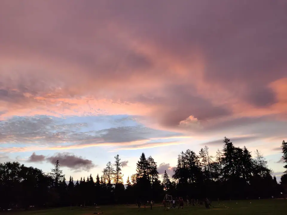 Pink clouds over dark trees at sunset.