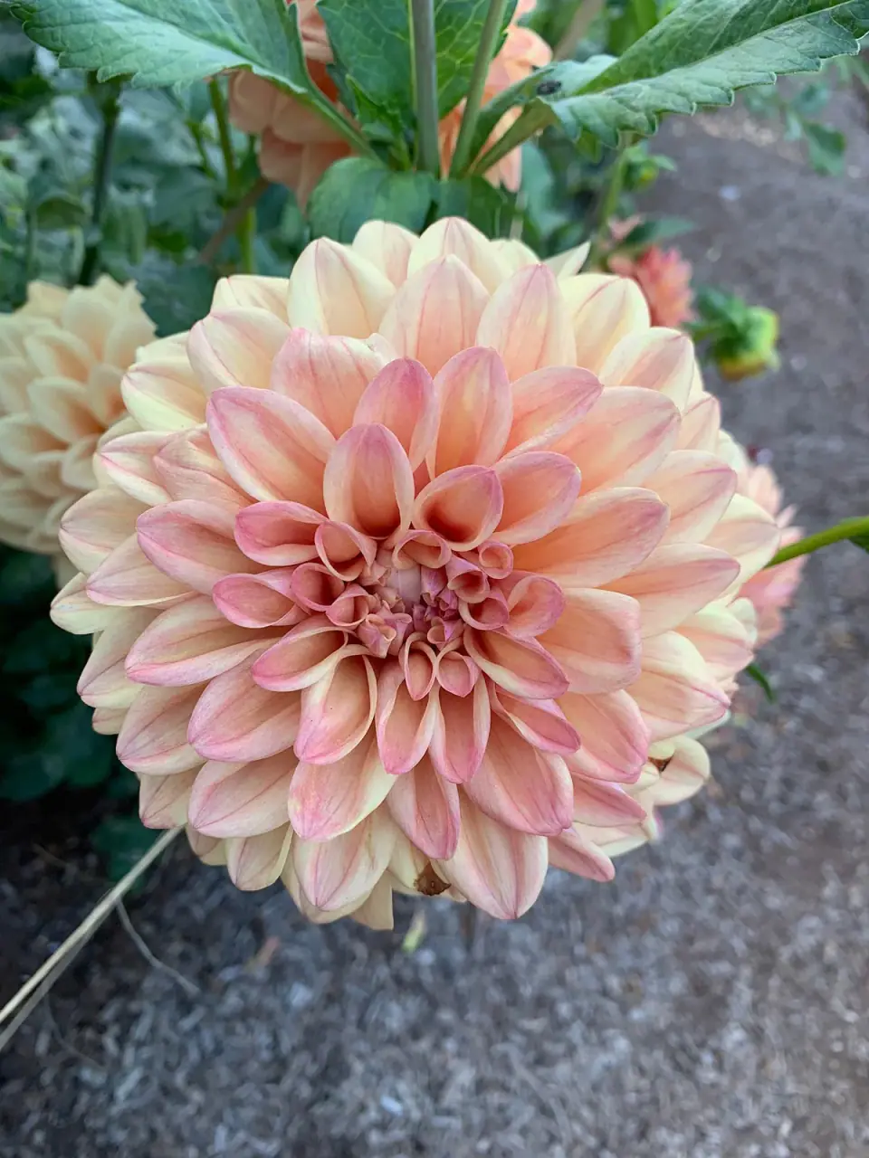 A pale pink dahlia blooming in a garden.
