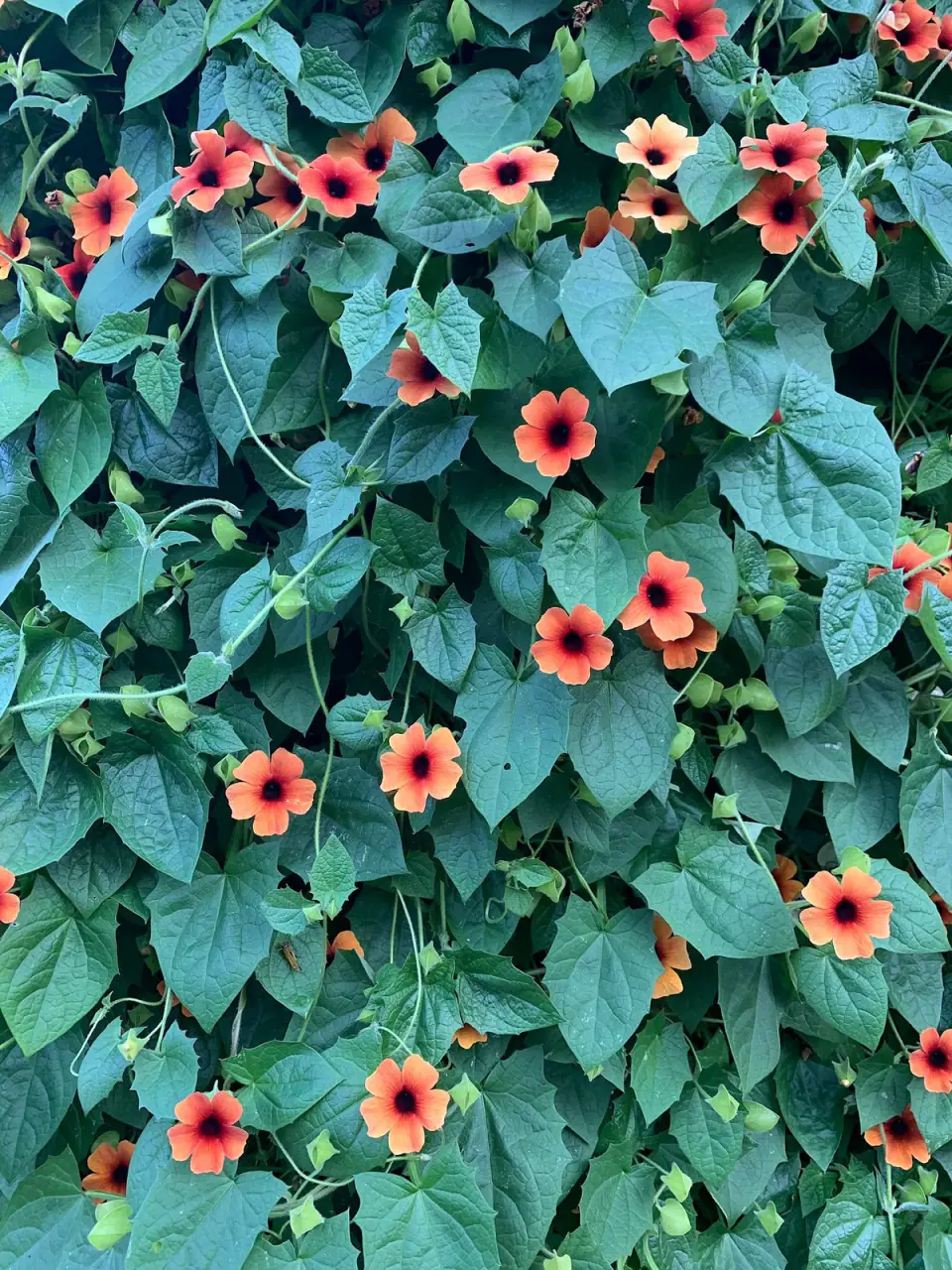Orange flowers climbing across green leaves.